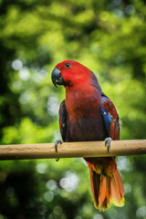 Portret czerwonej papugi 