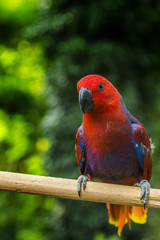 Czerwona papuga na drążku