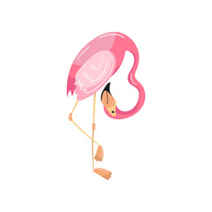 Pink flamingo, exotic tropical bird vector Illustration