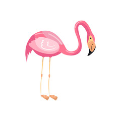 Pink flamingo exotic bird vector Illustration