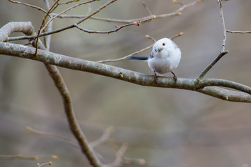 Long tailed tit on a branch 