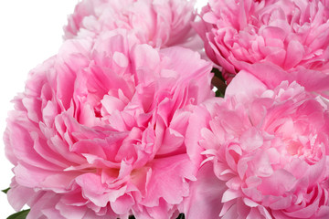 Abstract floral background of pink peonies.