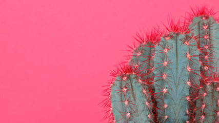 Trendy pastel pink coloured minimal background with cactus plant. Cactus plant close up. Fashion...
