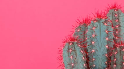 Muurstickers Trendy pastelroze gekleurde minimale achtergrond met cactusplant. Cactus plant close-up. Mode stijl cactussen concept. © andreaobzerova