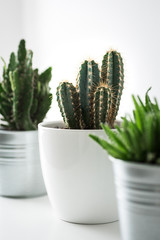 Various cactus and succulent plants in different pots close up. Modern room decoration. Cactus house plants collection.