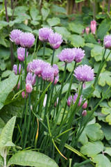 Chives flowers in mixed border. Common herb related to garlic, onions and leeks. The leaves are used in culinary dishes, the buds and flowers are also edible. Aquilegia leaves in background. Vertical