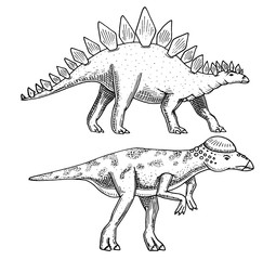Dinosaur Stegosaurus, Pachycephalosaurus, Lexovisaurus, skeletons, fossils. Prehistoric reptiles, Animal engraved Hand drawn vector.