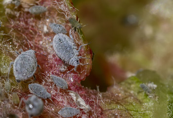 aphids