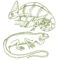 Chameleon Lizard, American green iguana, reptiles or snakes. herbivorous species. vector illustration for book or pet store, zoo. engraved hand drawn in old sketch.