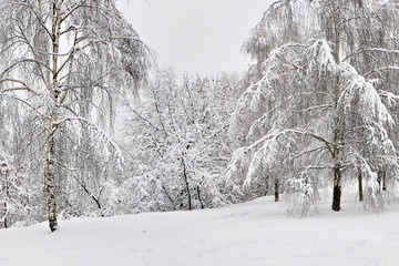 Trees in snow