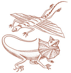 frilled-necked lizard, flying dragon or agama in Australia. wild animals in nature. vector illustration for book or pet store, zoo. engraved hand drawn.
