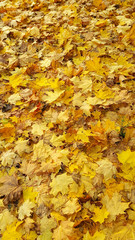 Bright yellow autumn background from fallen golden foliage of maple