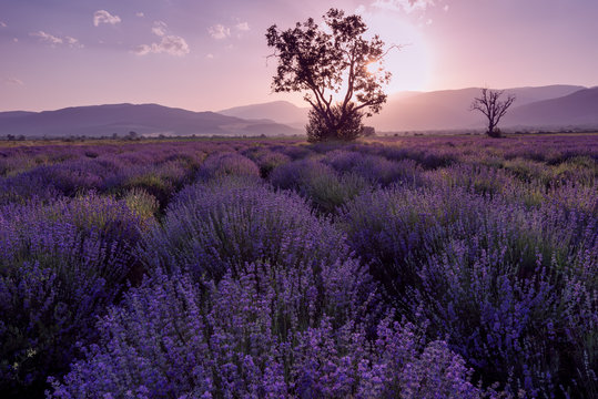 Fototapeta Lavender fields. Beautiful image of lavender field. Summer sunset landscape, contrasting colors. Dark clouds, dramatic sunset.
