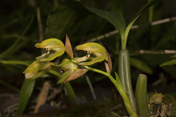 Coelogyne fuscescens, Orchid. Durgapur village