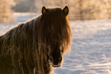 Closeup of a brown Icelandic horse with his mane covered in frost
