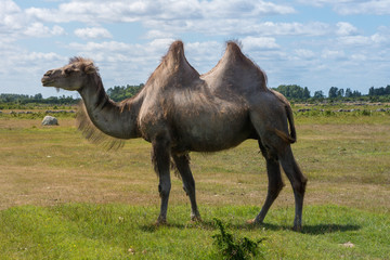 Large male camel walking in a field in beautiful summer weather