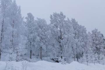 Beautiful winter landscape with thick frost covering some birch trees