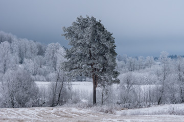 Birch forest and a single pine tree covered with frost and ice
