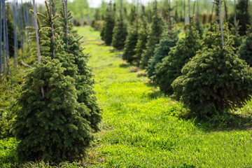 Rows of spruce trees in a tree nursery