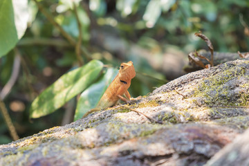Close up.Lizard, Iguana, Gecko, Skink on blur background.