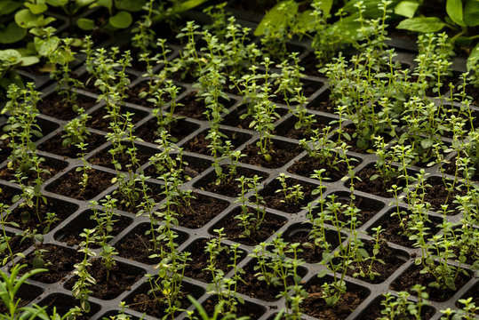 Fresh herbs in greenhouse. sprout mint, mint,  tarragon, rosemary, basil, oregano, lemon balm
