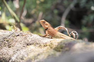 Close up.Lizard, Iguana, Gecko, Skink on blur background.
