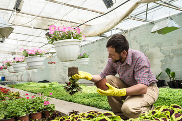 Bearded man works in the greenhouse. Gardener is transplanting flowers