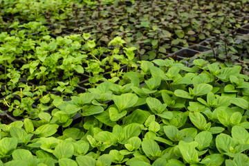 Fresh herbs in greenhouse. sprout mint, mint,  tarragon, rosemary, basil, oregano, lemon balm