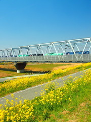 菜の花と道路と鉄橋