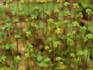 ジンガサゴケの雌器托