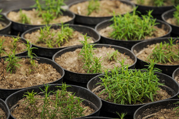 estragon in plastic pots