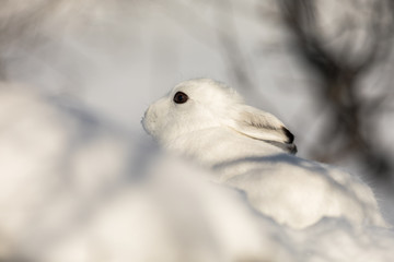 The mountain hare, Lepus timidus, in winter pelage, hiding in the snowy winter landscape in Setesdal, Norway