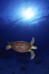 Obraz premium アオウミガメ