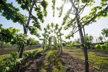 Ornamental garden. Linden trees. Park arch