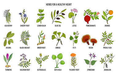 Collection of best herbs for healthy heart