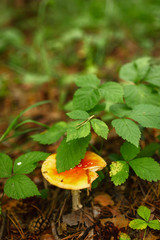 mushrooms in the forest