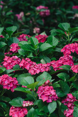 Fototapeta na wymiar Hydrangea flower (Hydrangea macrophylla) in a garden