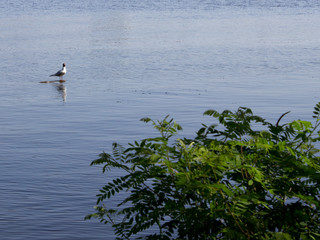 bird on the water