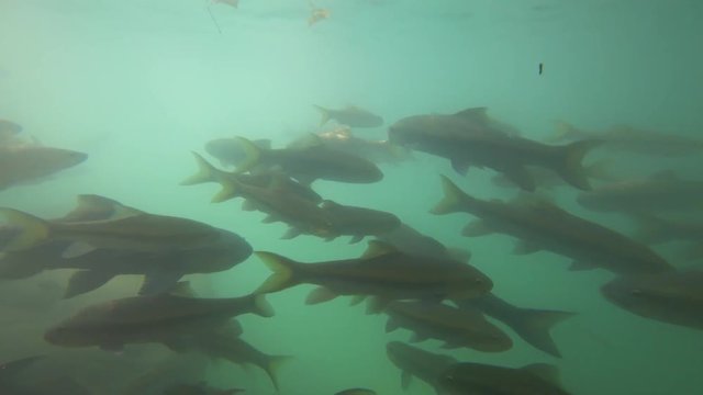 Fish swimming in Erawan Waterfall underwater, Thailand, 4k
