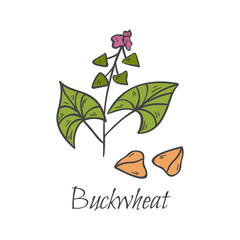 Vector hand drawn buckwheat