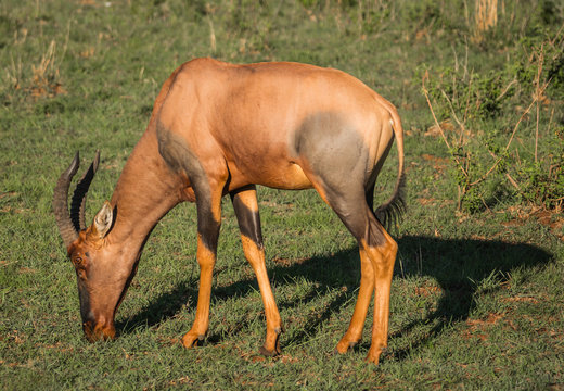 Common tsessebe on a grass field in Masai Mara