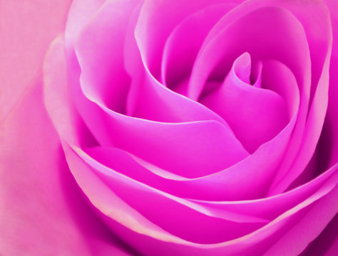 delicate rosebud pink rose closeup with open petals