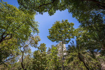 Obraz premium Belo Horizonte, Minas Gerais, Brazil. View of Municipal Park