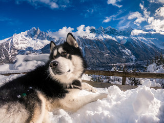 Alaskan malamute overlooks Chamonix Valley from Chalet Le Floria