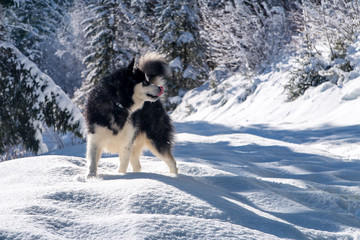 Alaskan malamute has fun on mountain trail