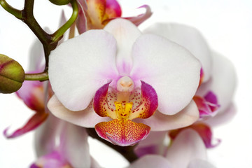 Naklejka na ściany i meble Phalaenopsis orchid close-up on a white background. Isolated.