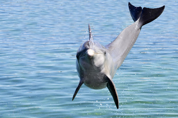 Jumping Dolphin