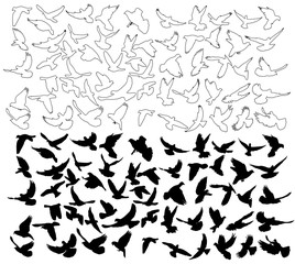 vector silhouette flying birds, collection