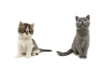 beautiful kittens isolated on white background