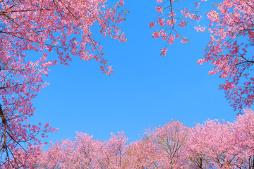 Beautiful cherry blossom in spring, sakura tree flower with blue sky.